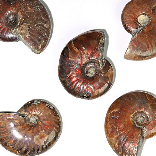 〔D144-LL〕LLマダガスカル産 アンモナイト 化石 Ammonite 1点【ランダム発送】【FOREST 天然石 パワーストーン】
