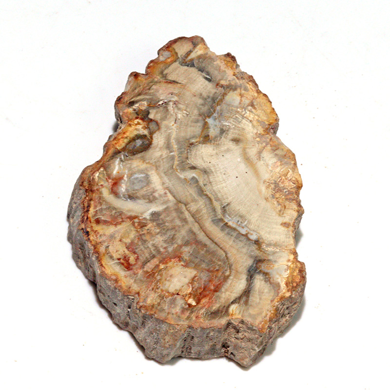 〔D468-12〕珪化木（ペトリファイドウッド） スライス原石 ～悠久の年輪～ 鉱物 原石 標本 置物