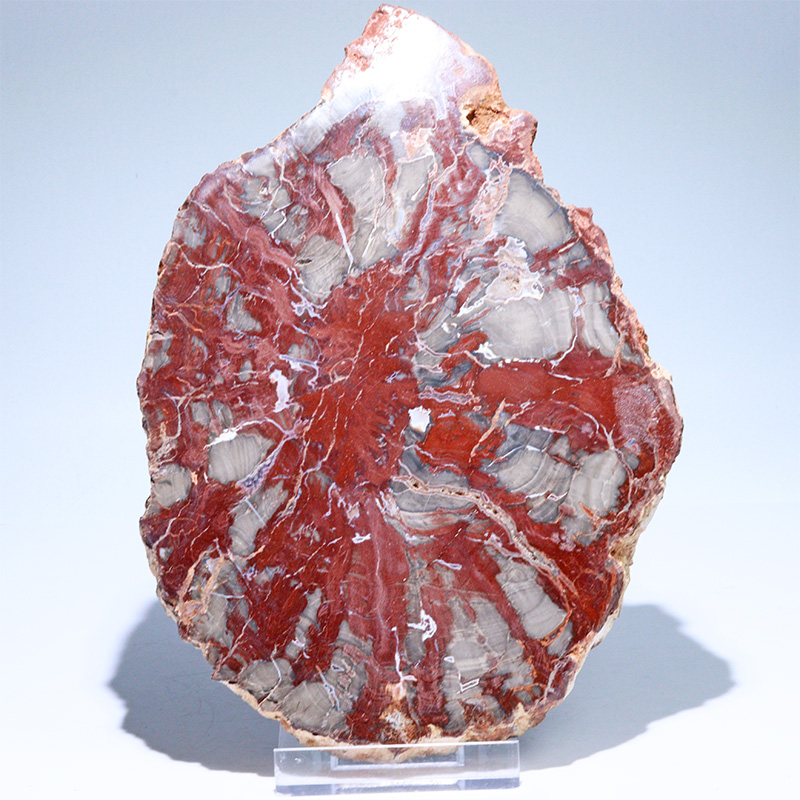 〔D468-2〕珪化木（ペトリファイドウッド） スライス原石 ～悠久の年輪～ 鉱物 原石 標本 置物