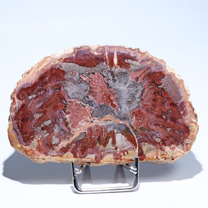 〔D468-4〕珪化木（ペトリファイドウッド） スライス原石 ～悠久の年輪～ 鉱物 原石 標本 置物