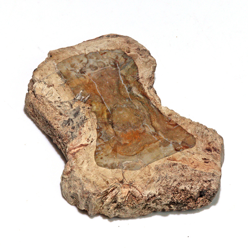 〔D468-7〕珪化木（ペトリファイドウッド） スライス原石 ～悠久の年輪～ 鉱物 原石 標本 置物