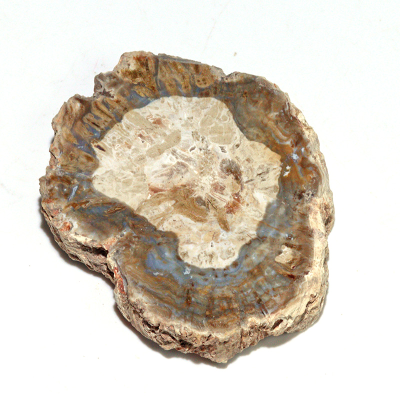 〔D468-9〕珪化木（ペトリファイドウッド） スライス原石 ～悠久の年輪～ 鉱物 原石 標本 置物