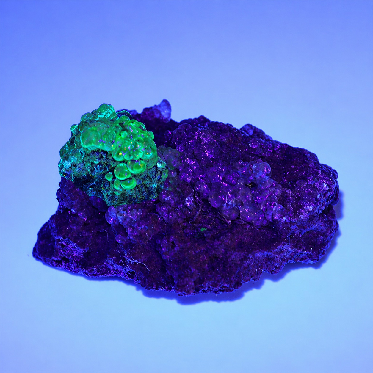 〔D356-36〕希少 メキシコ産 蛍光 ハイアライトオパール 玉滴石 Hyalite Opal 結晶 原石1個売り【メール便不可】